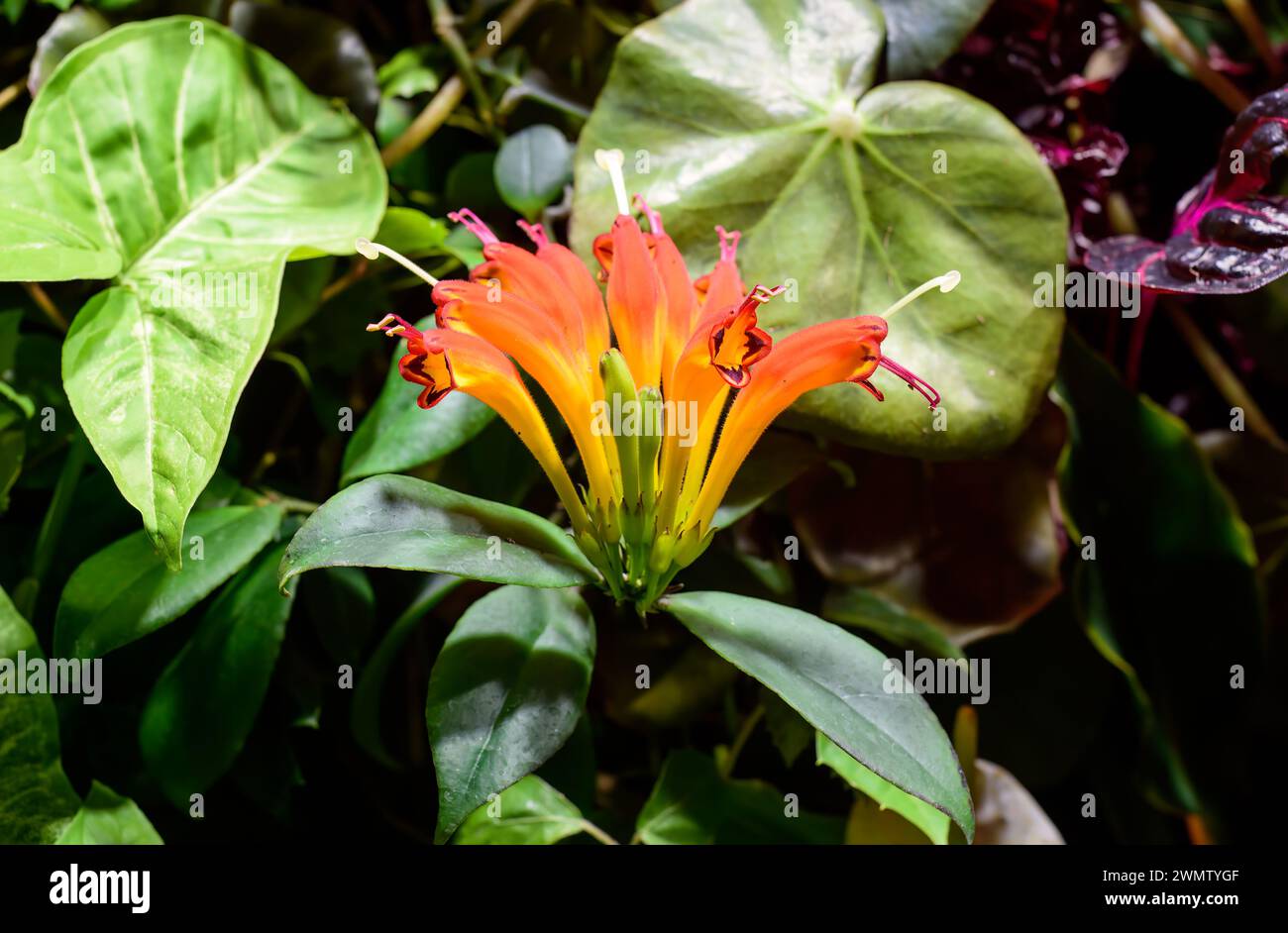 Aeschynanthus-Blüte oder Lippenstiftpflanze Stockfoto