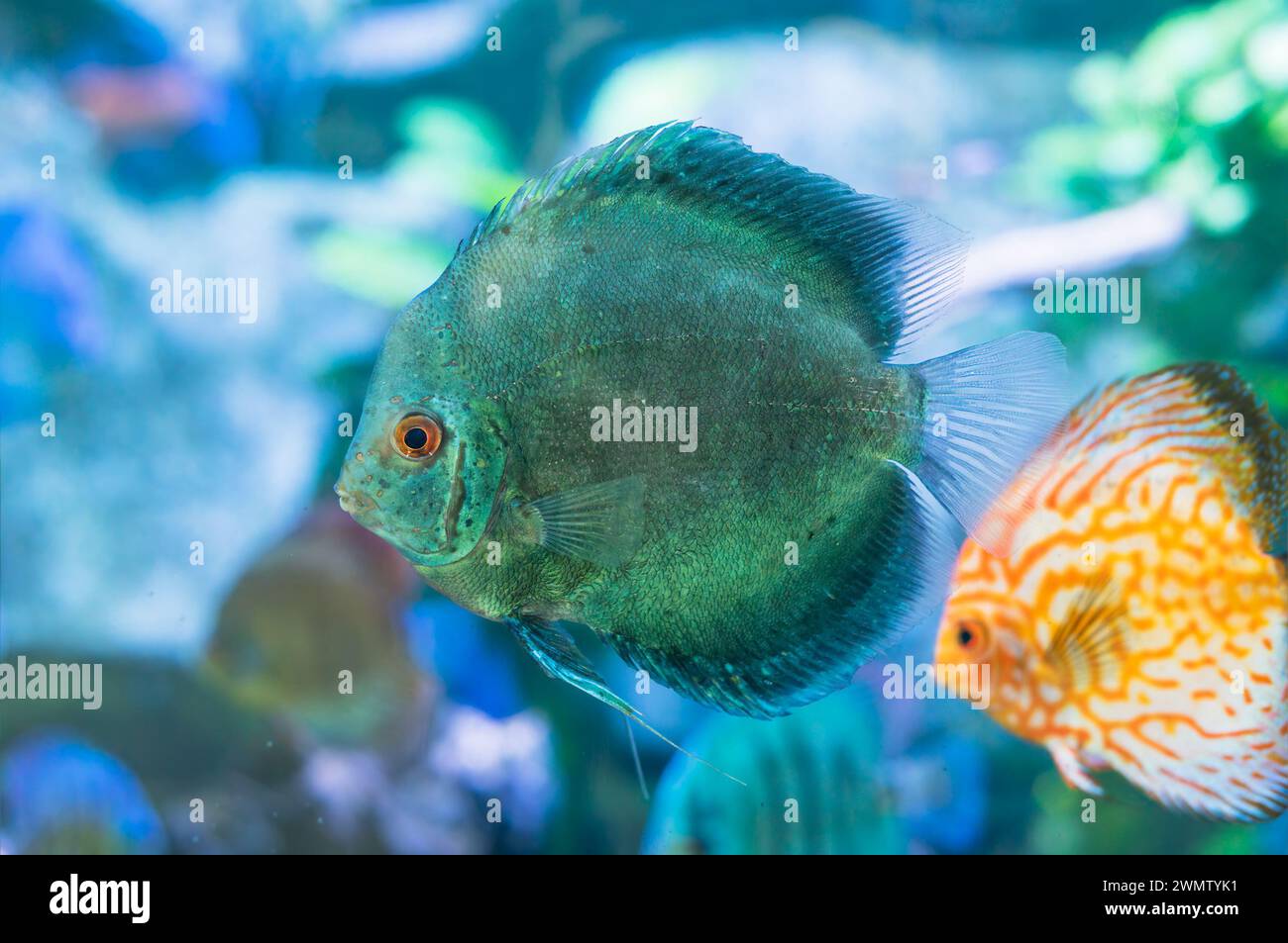 Blaues Symphysodon (bekannt als Diskus oder Diskusfisch) schwimmt im Aquarium Stockfoto
