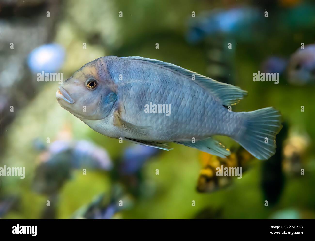 Die Zebrambuna (Maylandia Zebra) Fische im Aquarium Stockfoto