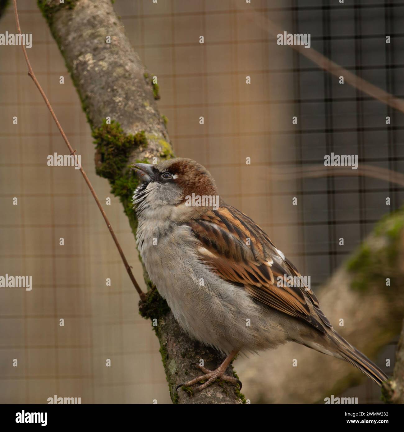 Ein erwachsener männlicher Haussperling (Passer domesticus), der auf einem Holzknoten sitzt Stockfoto