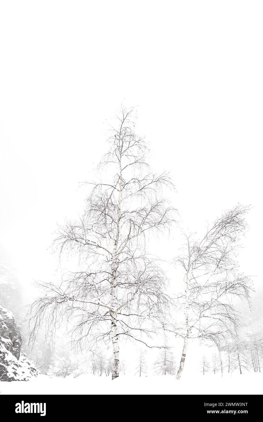 Birken im Schnee, Kunstfotografie Stockfoto