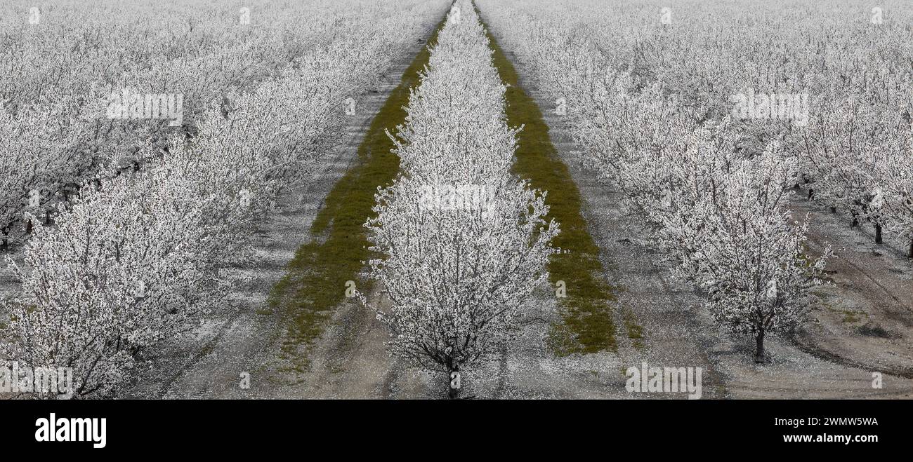 A Grove of Manmond Trees in Bloom in Modesto, Stanislaus County, Kalifornien. Stockfoto