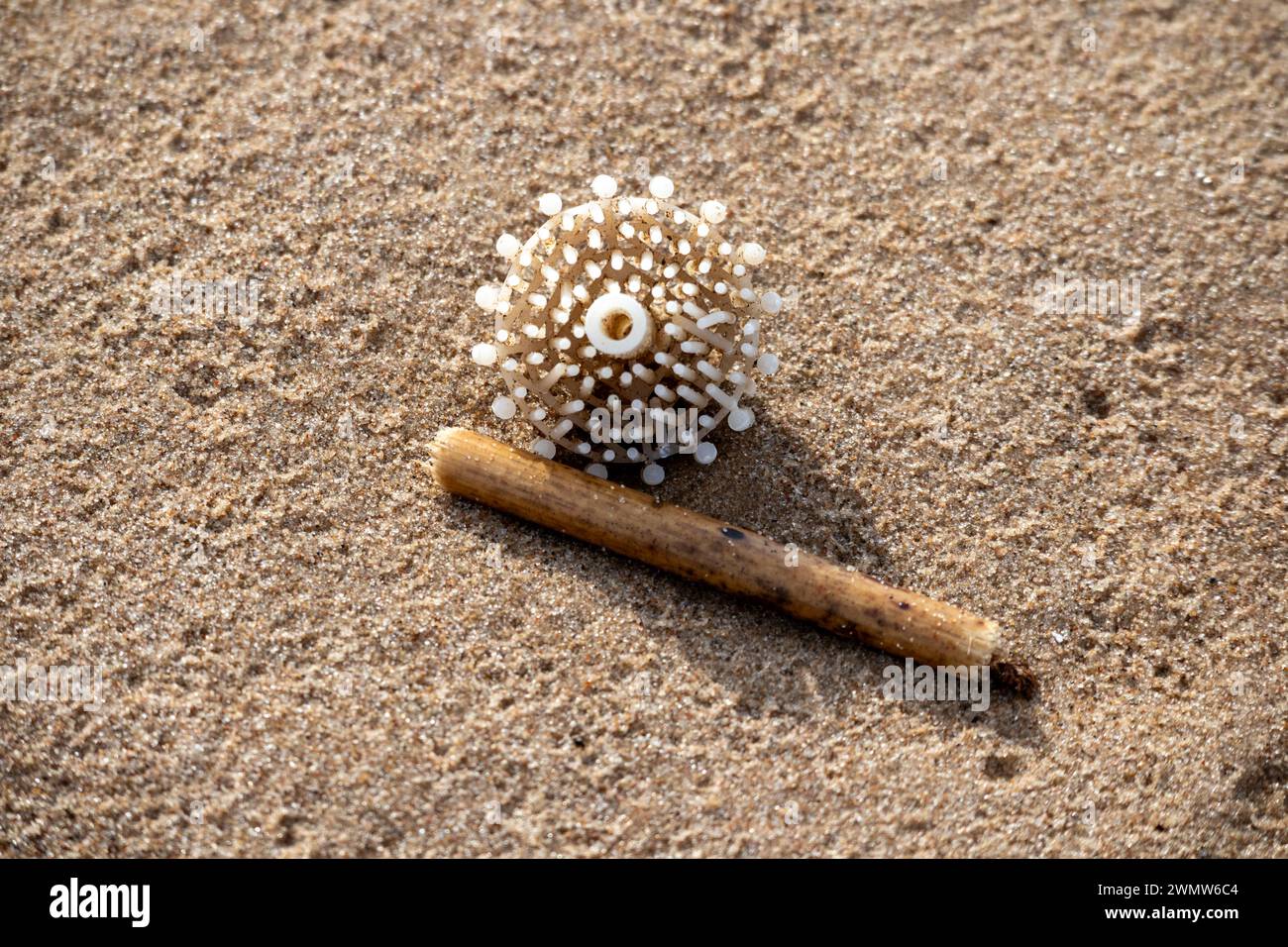 Ein abgespültes Stück Holz und ein Stück weißes Plastik auf braunem Sand Stockfoto