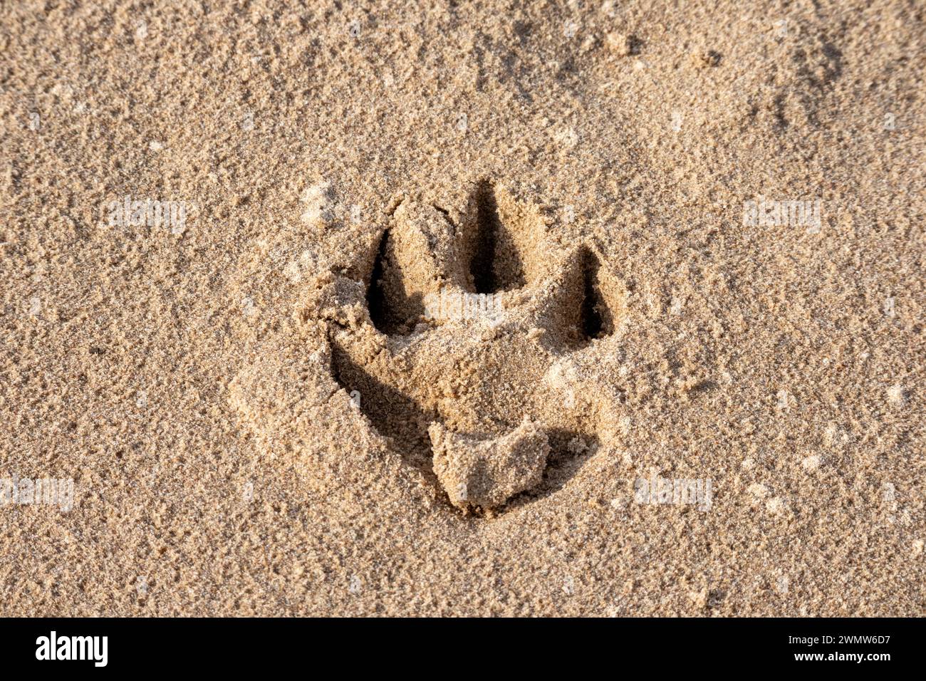 Brauner Sand mit kleinen Hundespuren darin Stockfoto