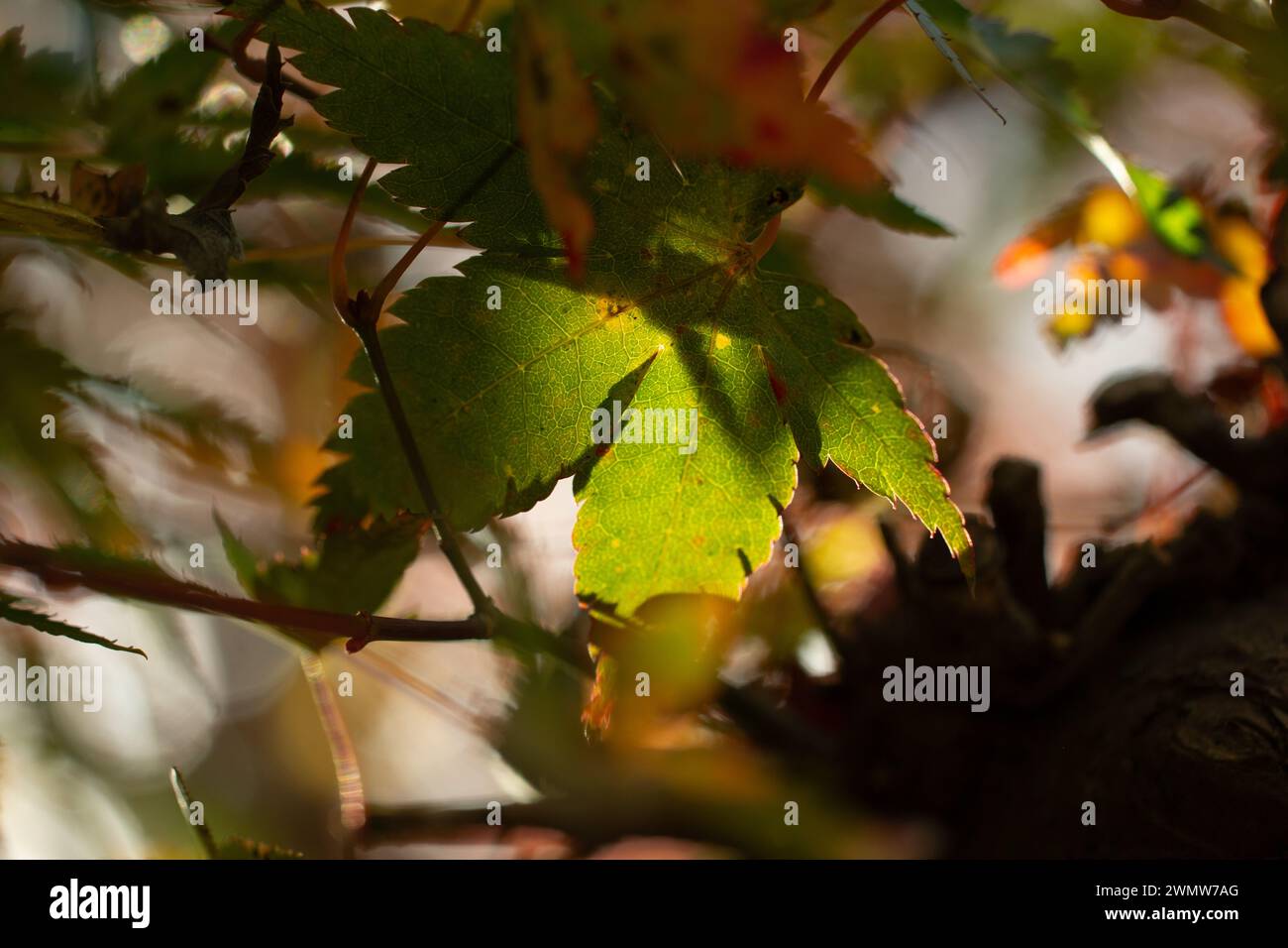 Herbst in Kyoto. Stockfoto