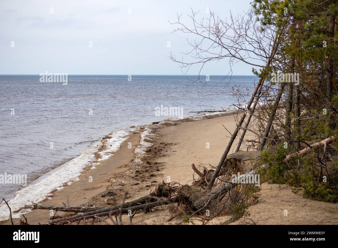Ostsee-Dünenufer mit Kiefern Stockfoto