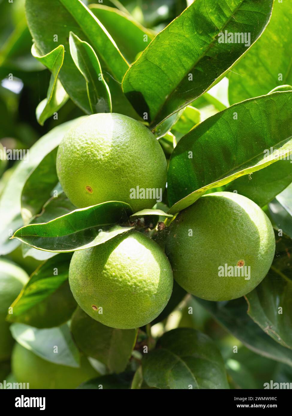 Grüne reife Limettenfrüchte (Citrus aurantifolia) wachsen auf Baumzweigen. Frisches Haufen von natürlichen Früchten, die im hausgemachten Garten wachsen. Nahaufnahme. Ökologischer Landbau, Stockfoto