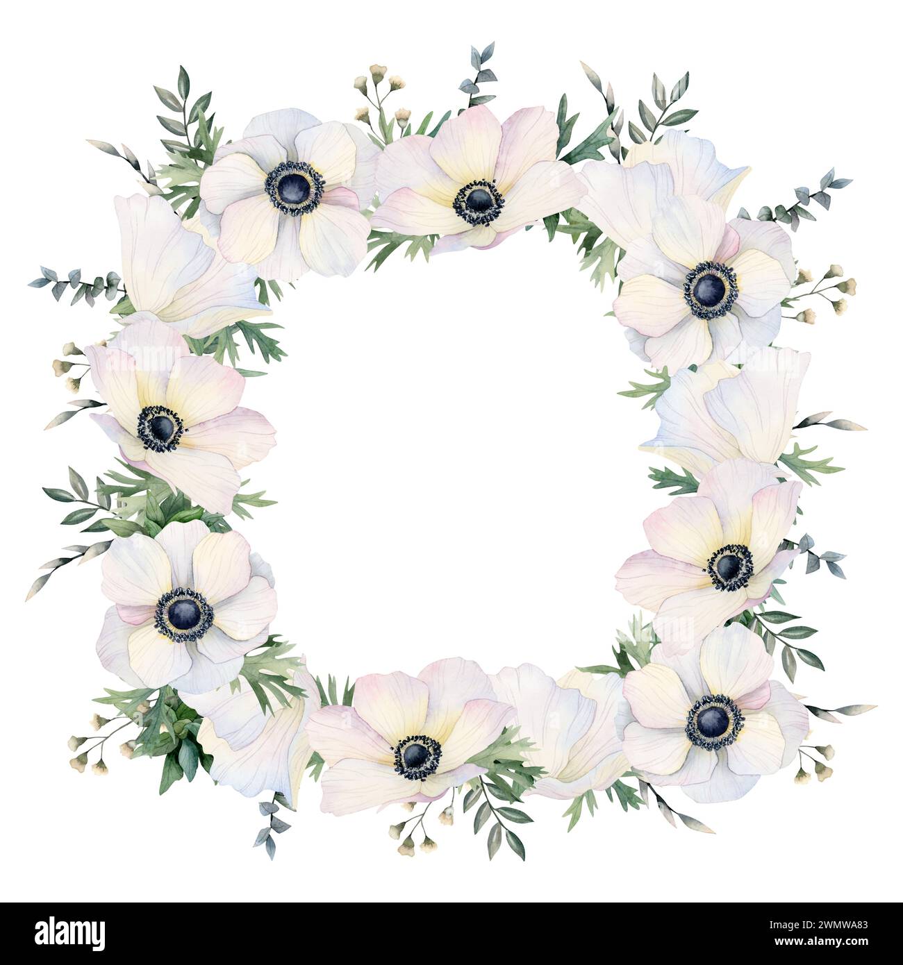Weiße Anemonen Feldblumen quadratischer Rahmen Aquarell isolierte Illustration. Vorlage für Wildblumen Mohnblumen Stockfoto