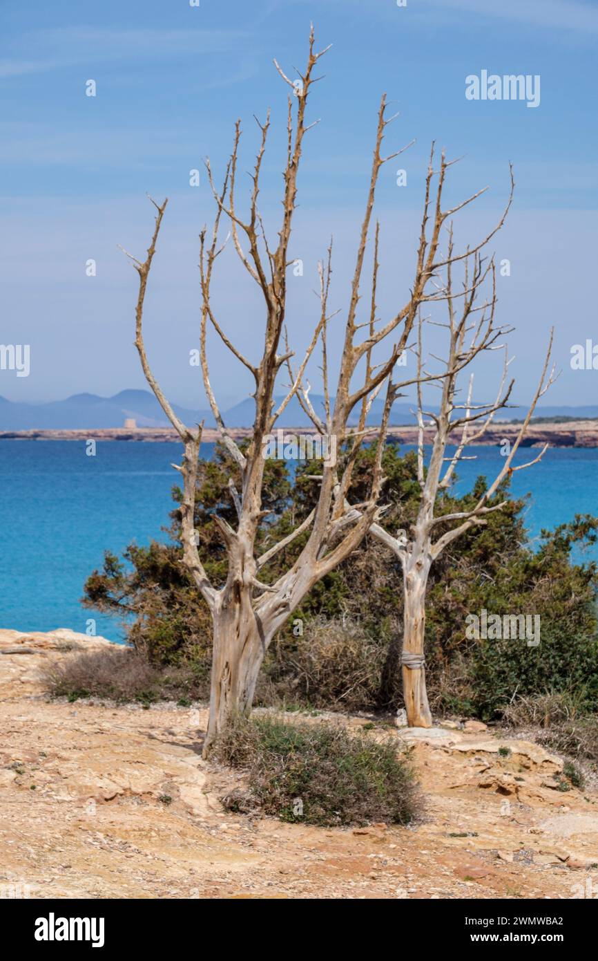 Cala Saona, Formentera, Pitiusas-Inseln, Balearen, Spanien Stockfoto