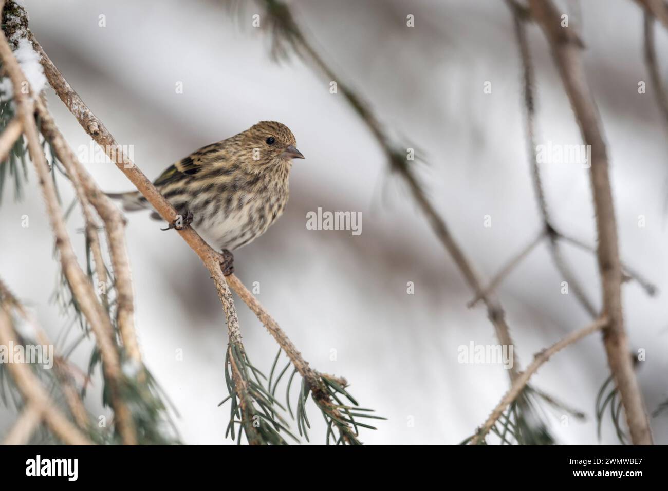 Kiefernsiskin ( Spinus pinus ) auf einem verschneiten Nadelbaum, Erwachsener Vogel im Winter, songbird, Passine vogel, Yellowstone Gebiet, USA. Stockfoto