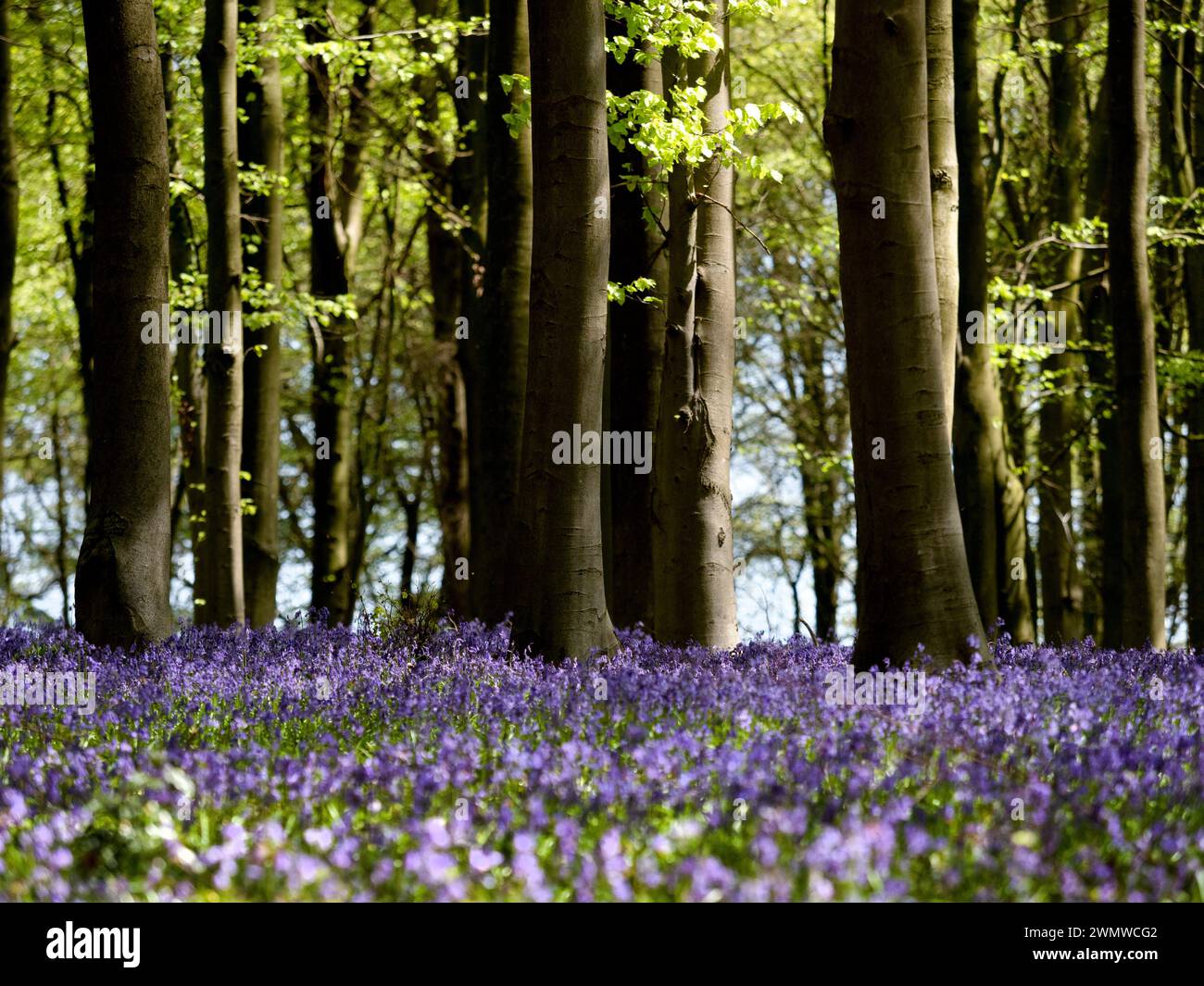 Bluebells (Hyacinthoides non-scripta) im Wald, Challock Woods, Kent UK Stockfoto