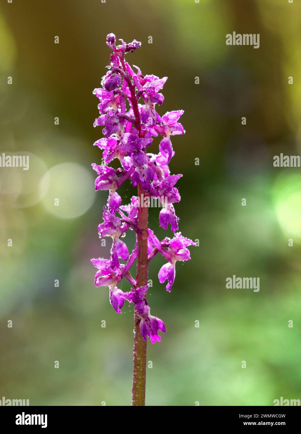 Early Purple Orchid (Orchis mascula) mit Regentropfen im Wald, Larkley Woods, Kent UK Stockfoto