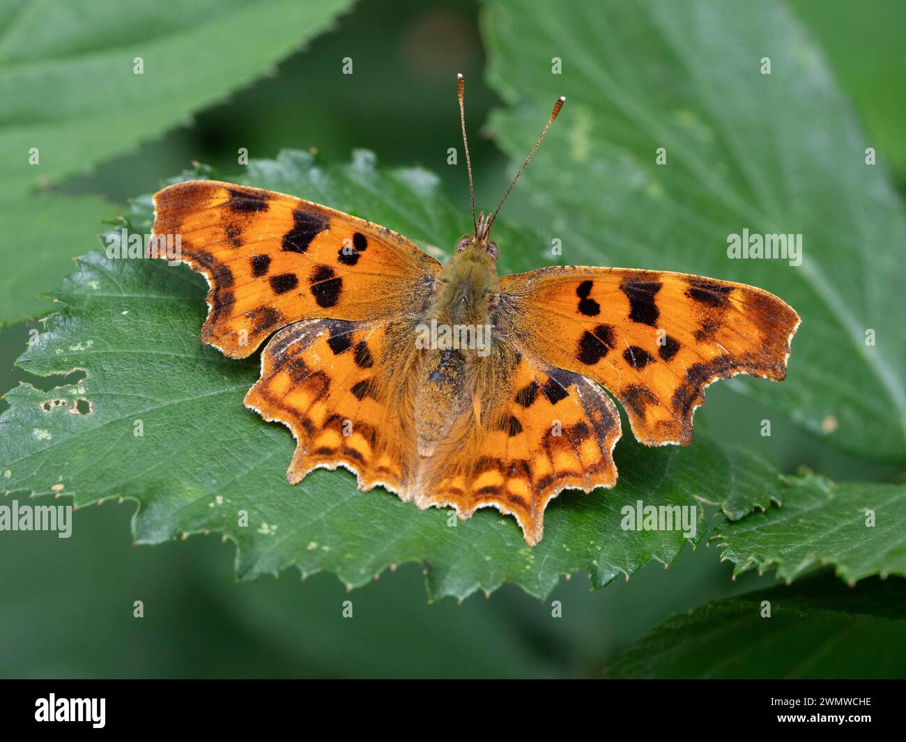 Comma Butterfly (Polygonia c-Album) thront on Leaf in Sunshine, Dene Woods, Kent UK Stockfoto