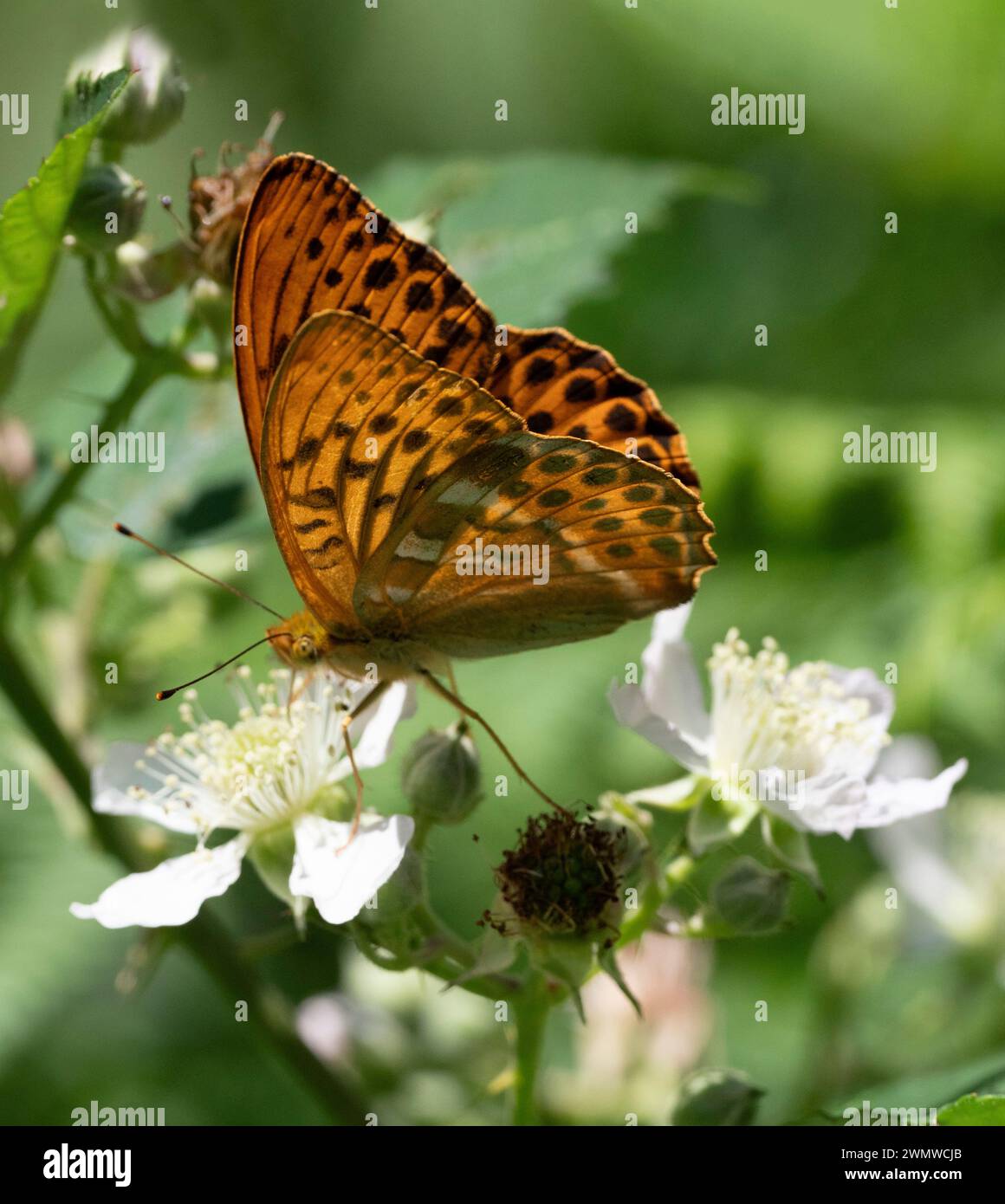 Silver Washed Fritillary Butterfly (Argynnis Paphia) Dene Woods, Kent UK Stockfoto
