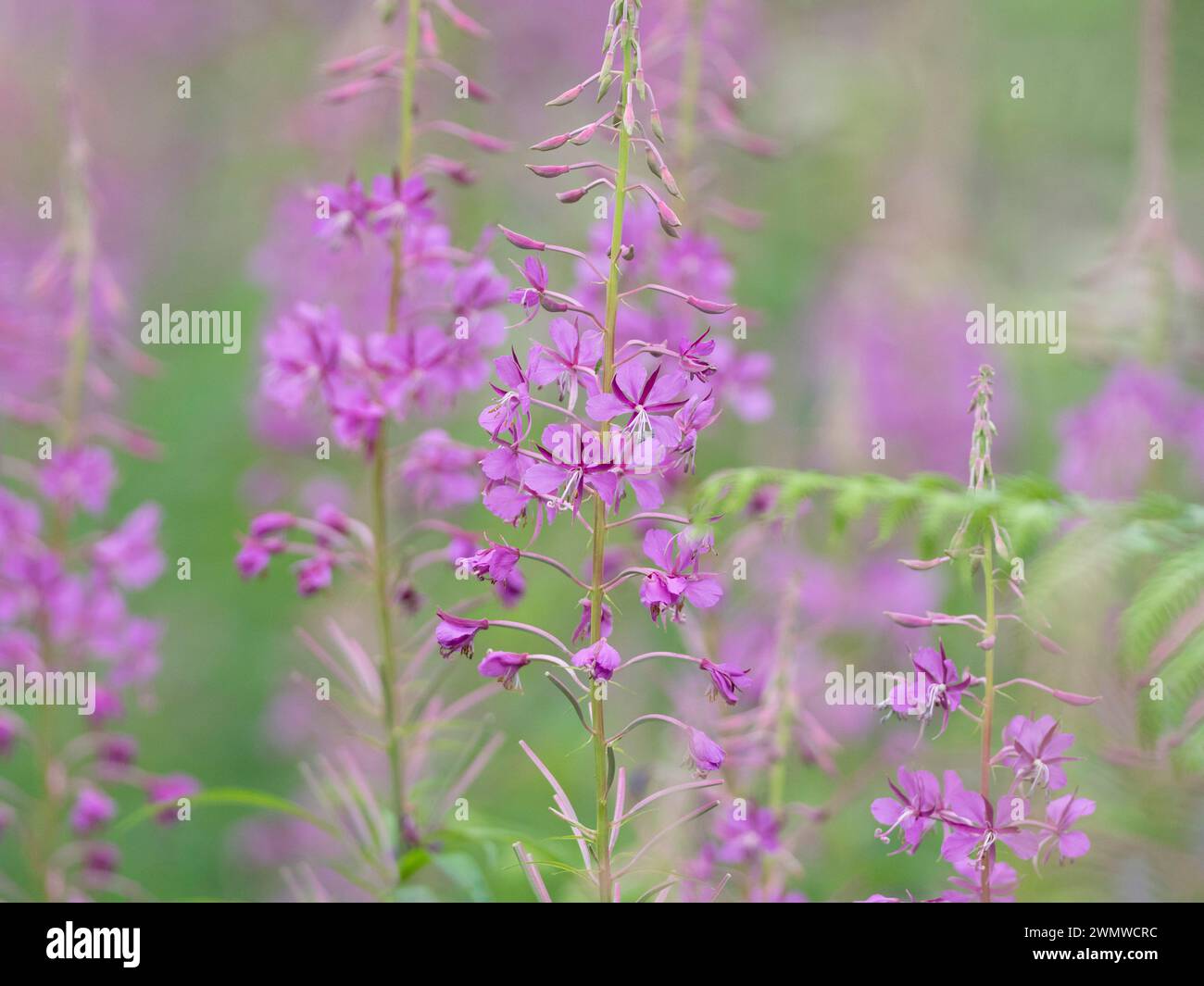 Rosebay Willowherb (Chamerion angustifolium) Dene Woods, Kent Großbritannien Stockfoto