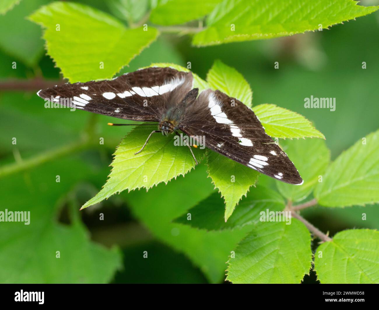 White Admiral Butterfly (Limenitis camilla) Dene Woods, Kent UK Stockfoto
