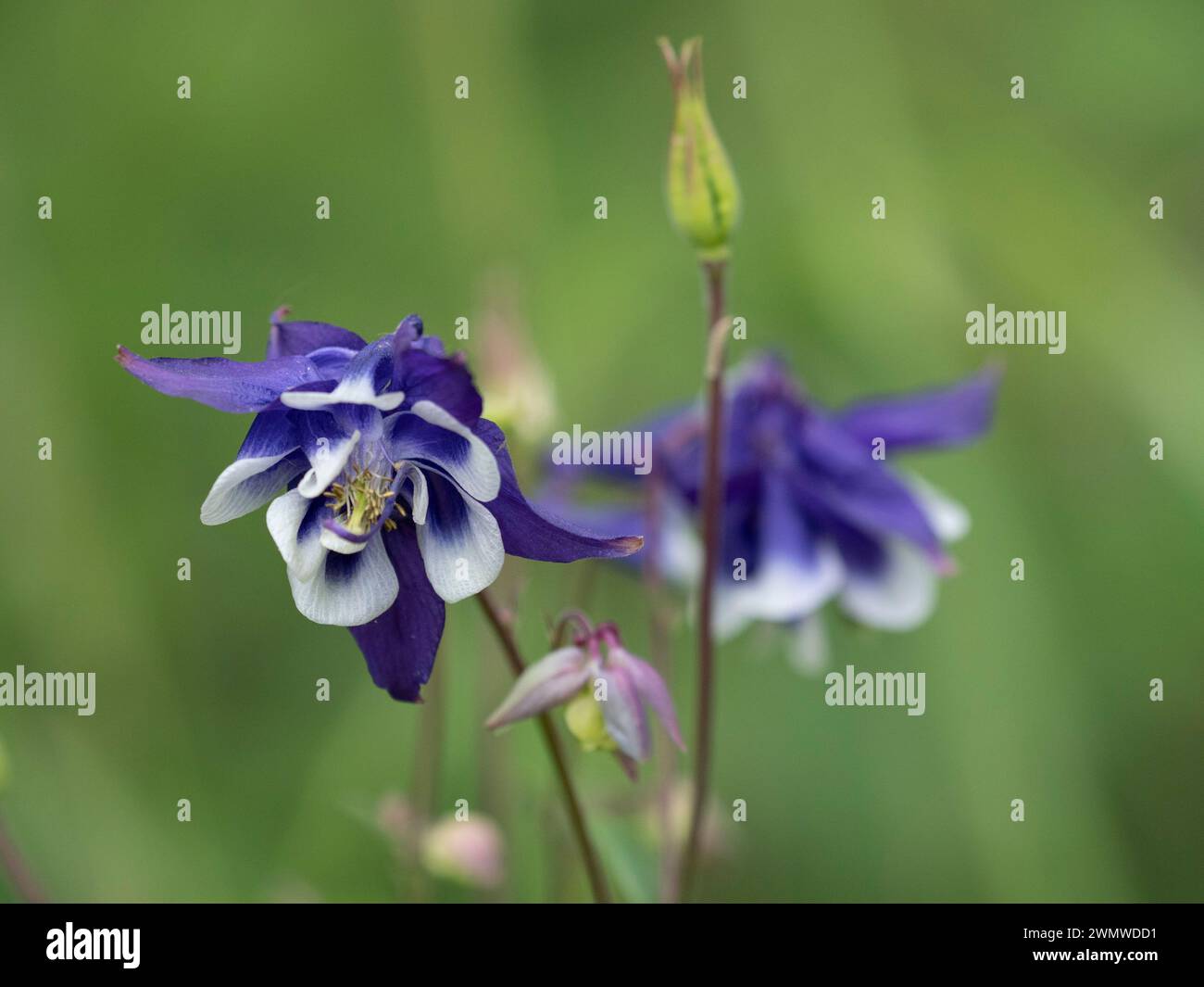 Columbine Flower (Aquilega vulgaris) Abbot's Wood, East Sussex, Vereinigtes Königreich Stockfoto