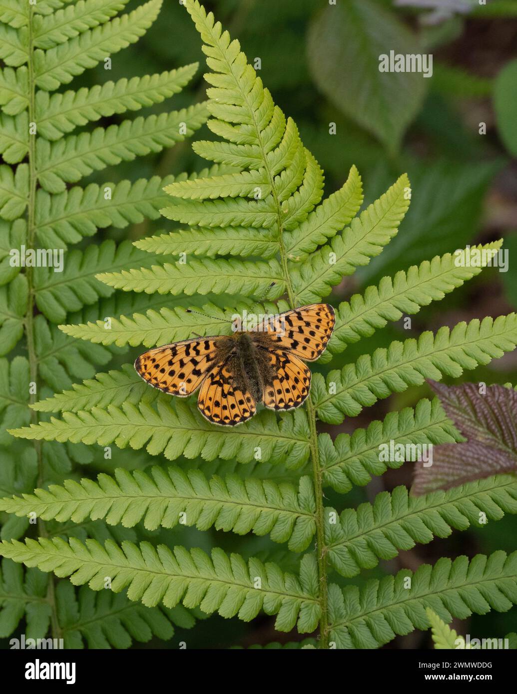 Pearl Bordered Fritillary Butterfly (Clossiana euphrosyne) auf Bracken Farn(Pteridium aquilinum) Abbot's Wood, East Sussex, UK, gefährdet Stockfoto