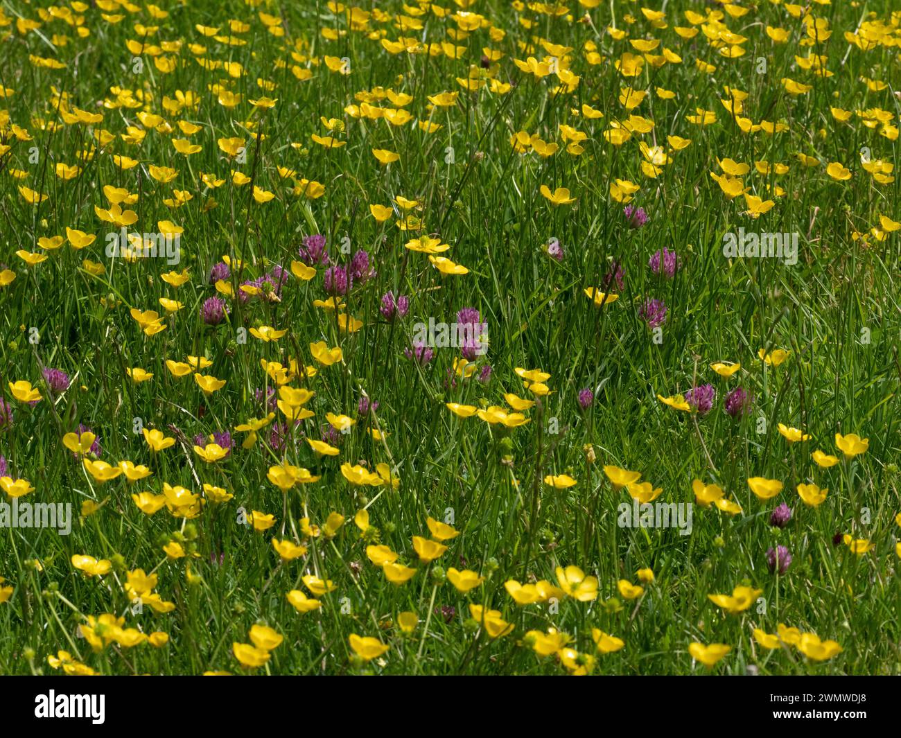 Wiesen-Schmetterlinge (Ranunculus acris) und Rotklee (Trifolium pratense) Lewes Downs am Mount Caburn, East Sussex Stockfoto