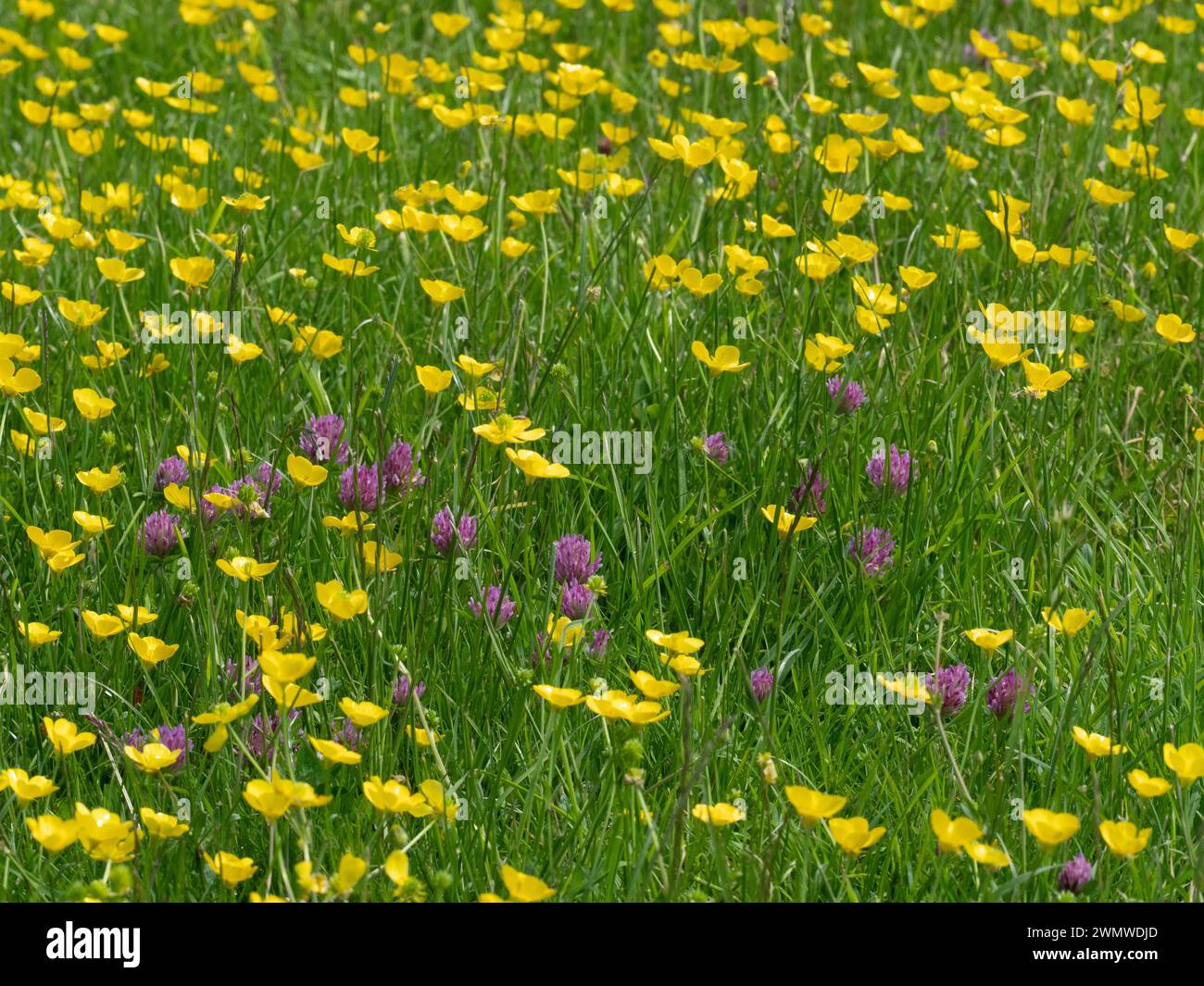 Wiesen-Schmetterlinge (Ranunculus acris) und Rotklee (Trifolium pratense) Lewes Downs am Mount Caburn, East Sussex Stockfoto