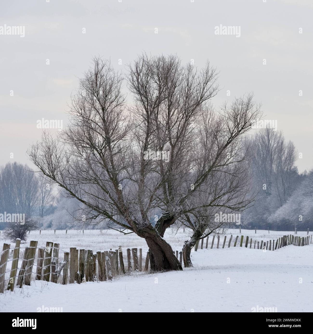 Alter Knorriger Baum... Bislicher Insel Winter , Niederrhein, Nordrhein-Westfalen, Deutschland, bäuerlich geprägte alte Kulturlandschaft, verschneite Wiesen und Weiden, stattlicher Baum, Weide, Kopfweide im Schnee *** Alter pollerbaum an einem frostigen Wintermorgen auf schneebedecktem Ackerland, im ländlichen Umfeld, Niederrhein-Westfalen, Deutschland. Nordrhein-Westfalen Deutschland, Westeuropa Stockfoto