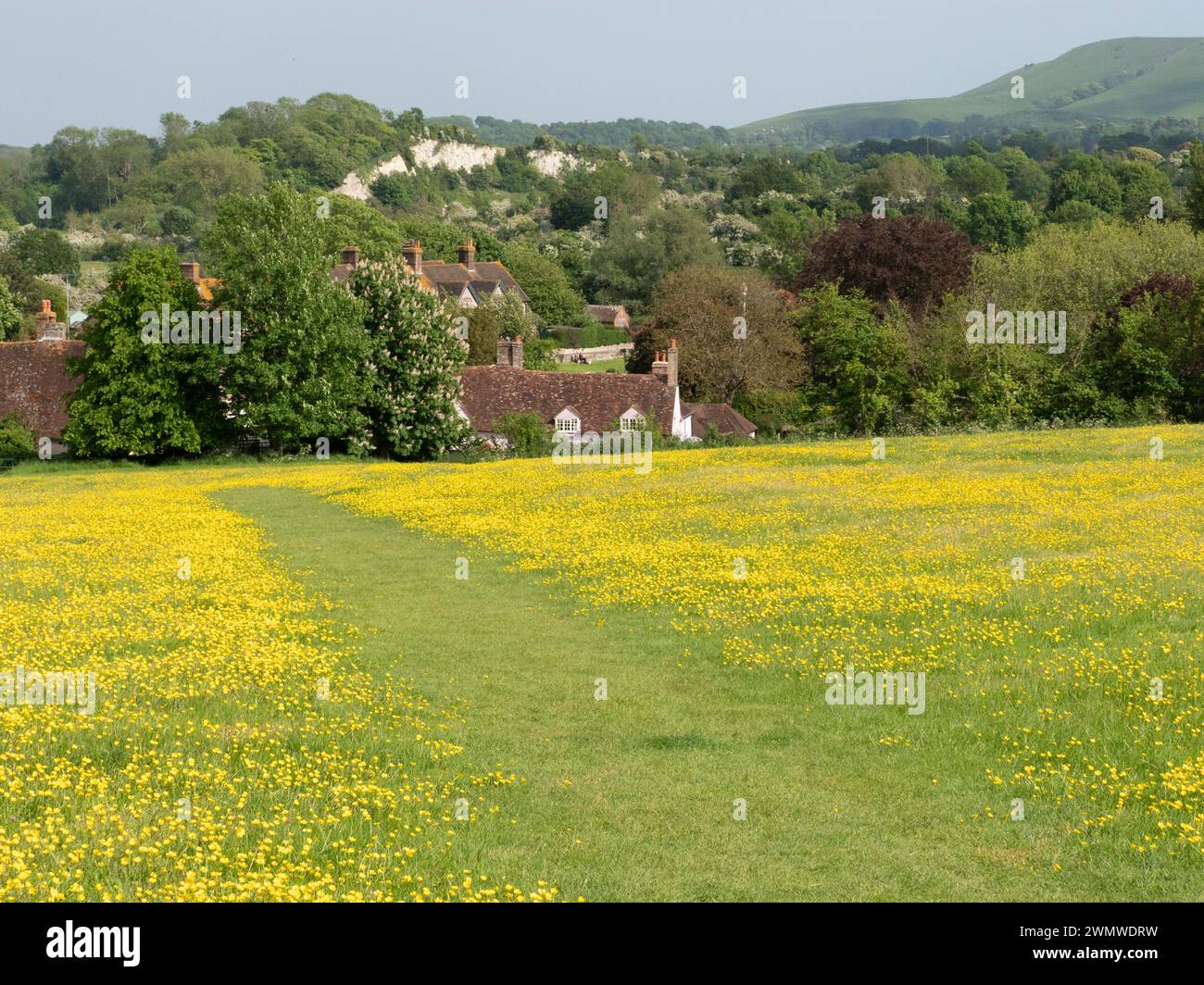 Blick in Richtung Ranscombe mit Wiesen-Buttercups (Ranunculus acris) von Lewes Downs am Mount Caburn, East Sussex Stockfoto