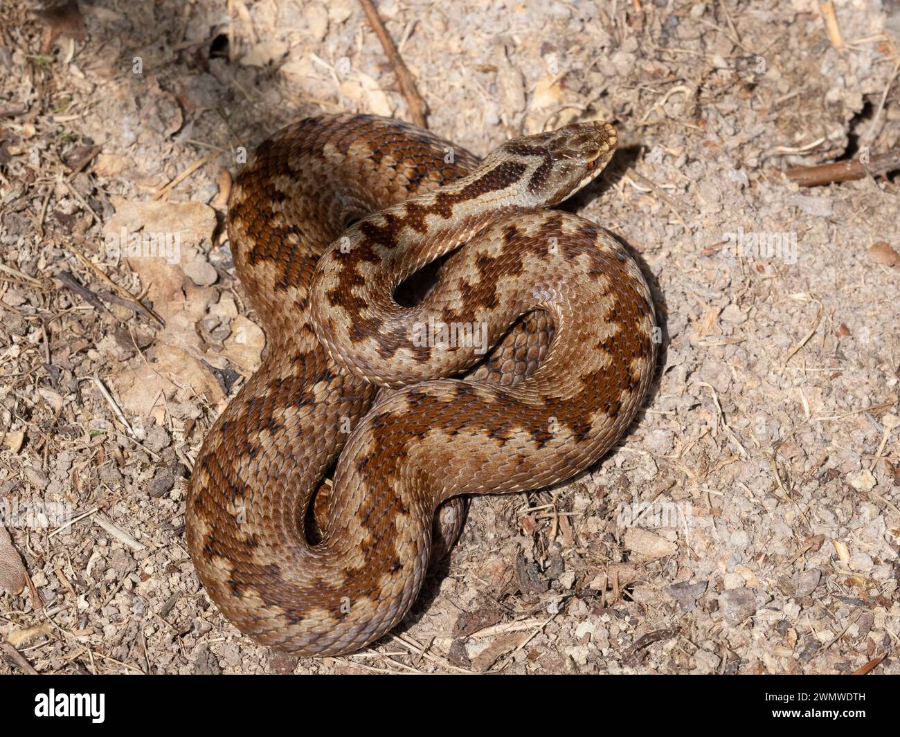 Add Snake, Female (Vipera berus) Curled on Ground, Park Corner Heath & Rowland Wood Reserve, East Sussex Stockfoto