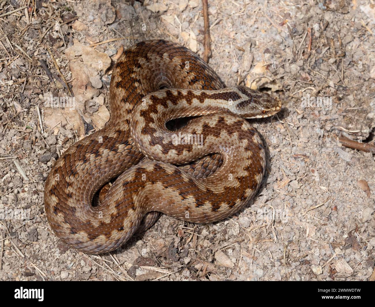 Add Snake, Female (Vipera berus) Curled on Ground, Park Corner Heath & Rowland Wood Reserve, East Sussex Stockfoto