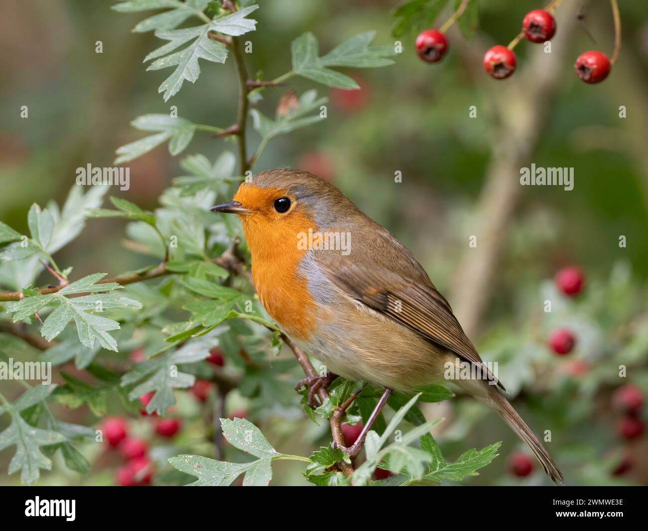 Robin (Erithacus rubecula) auf Weißdorn (Crategus monogyna), der sich an Beeren ernährt, Stodmarsh Nature Reserve, Kent UK Stockfoto