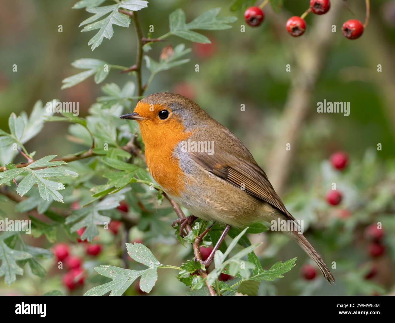 Robin (Erithacus rubecula) auf Weißdorn (Crategus monogyna), der sich an Beeren ernährt, Stodmarsh Nature Reserve, Kent UK Stockfoto