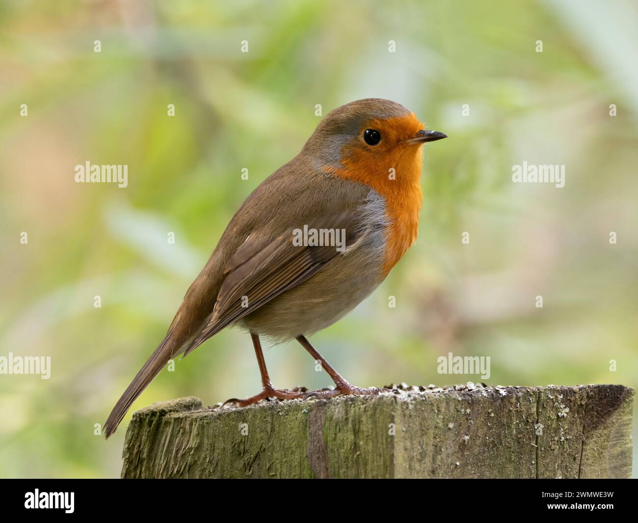 Robin (Erithacus rubecula) auf Zaunpfosten, Stodmarsh Nature Reserve, Kent UK Stockfoto