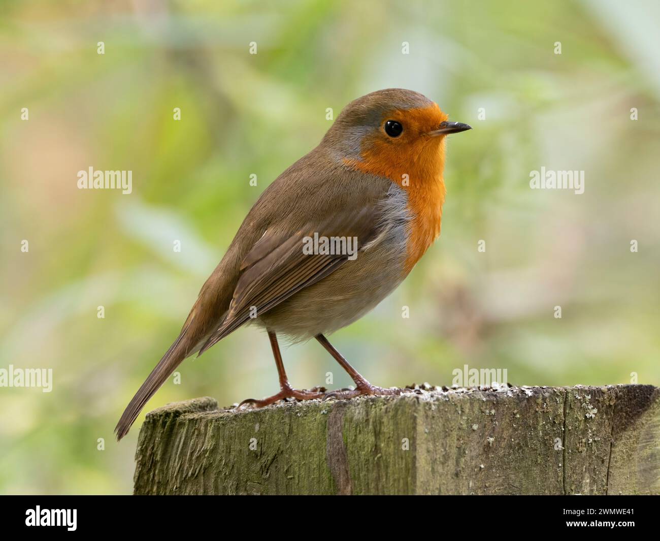 Robin (Erithacus rubecula) auf Zaunpfosten, Stodmarsh Nature Reserve, Kent UK Stockfoto