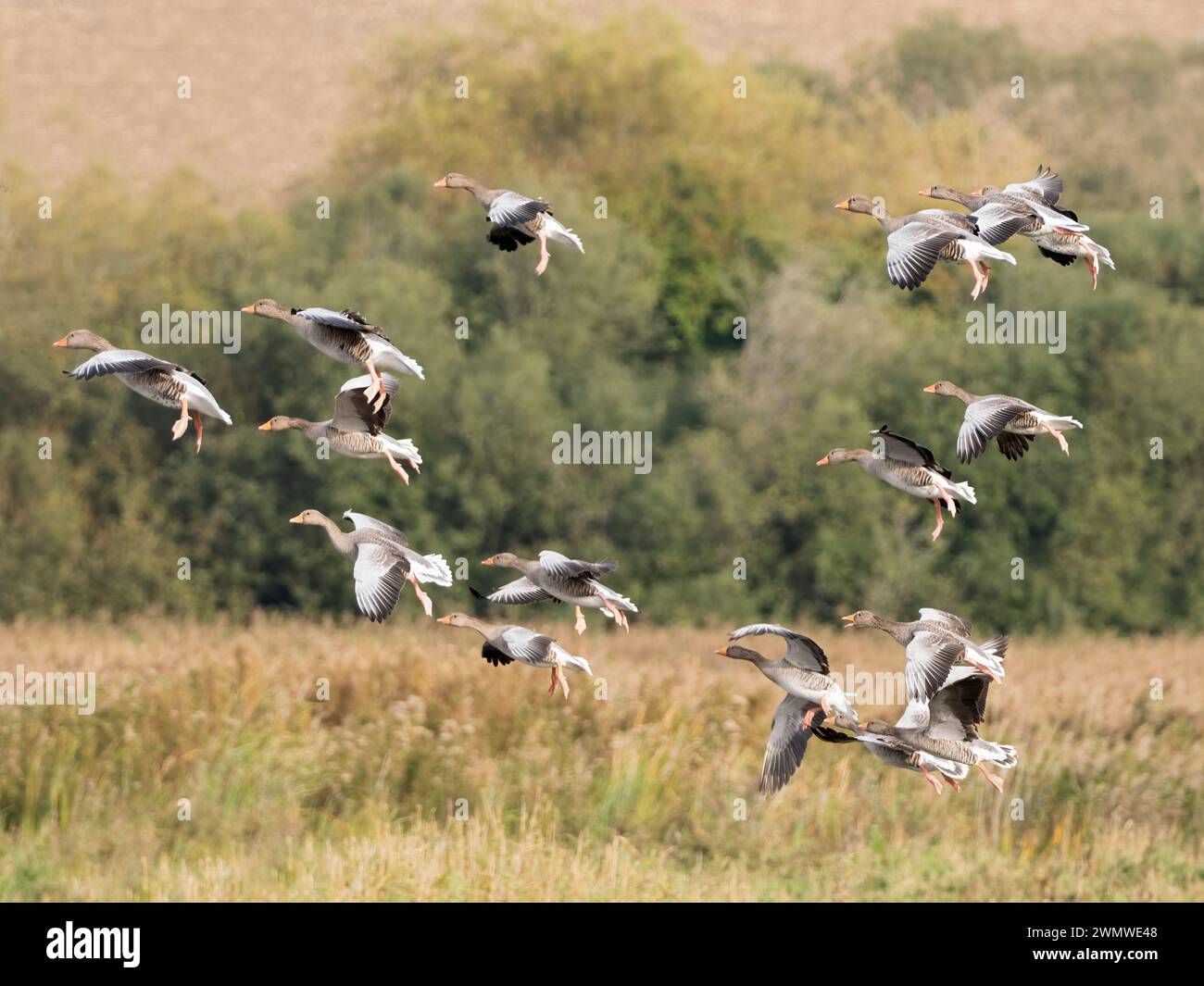 Graugänse (Anser anser) Gruppe im Flug, Stodmarsh Nature Reserve, Kent UK Stockfoto