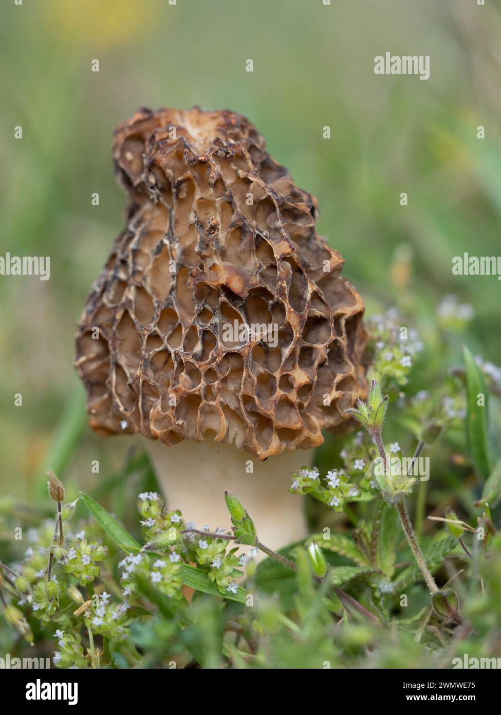 Morel Fungi (Morchella vulgaris) am Strand, Sandwich Nature Reserve, Kent UK Stockfoto