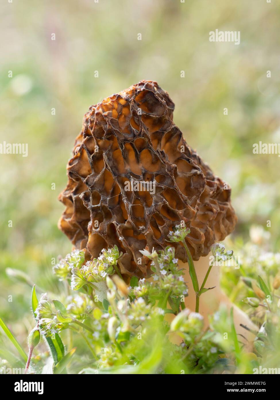 Morel Fungi (Morchella vulgaris) am Strand, Sandwich Nature Reserve, Kent UK Stockfoto