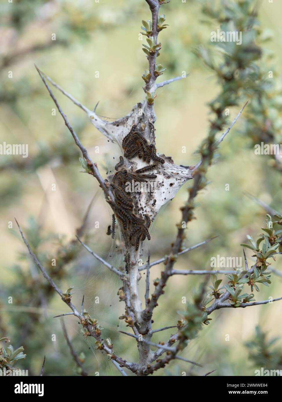 Braunschwanzfalter Raupen (Euproctis chrysorrhoea) gruppieren sich im Sandwich Nature Reserve, Kent UK Stockfoto