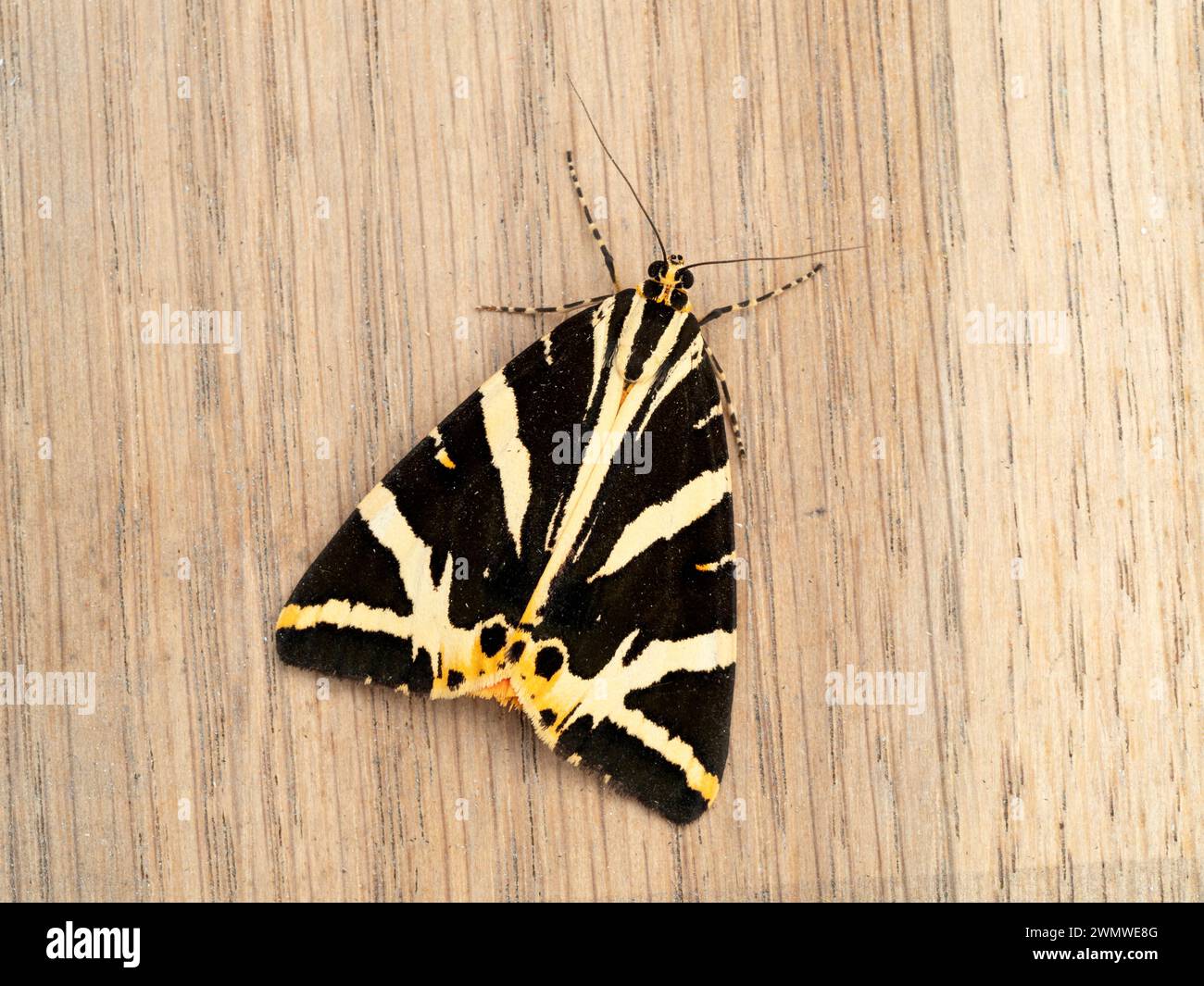 Jersey Tigermotte (Euplagia quadripunctaria) auf Holz im Garten, Ramsgate, Kent UK Stockfoto