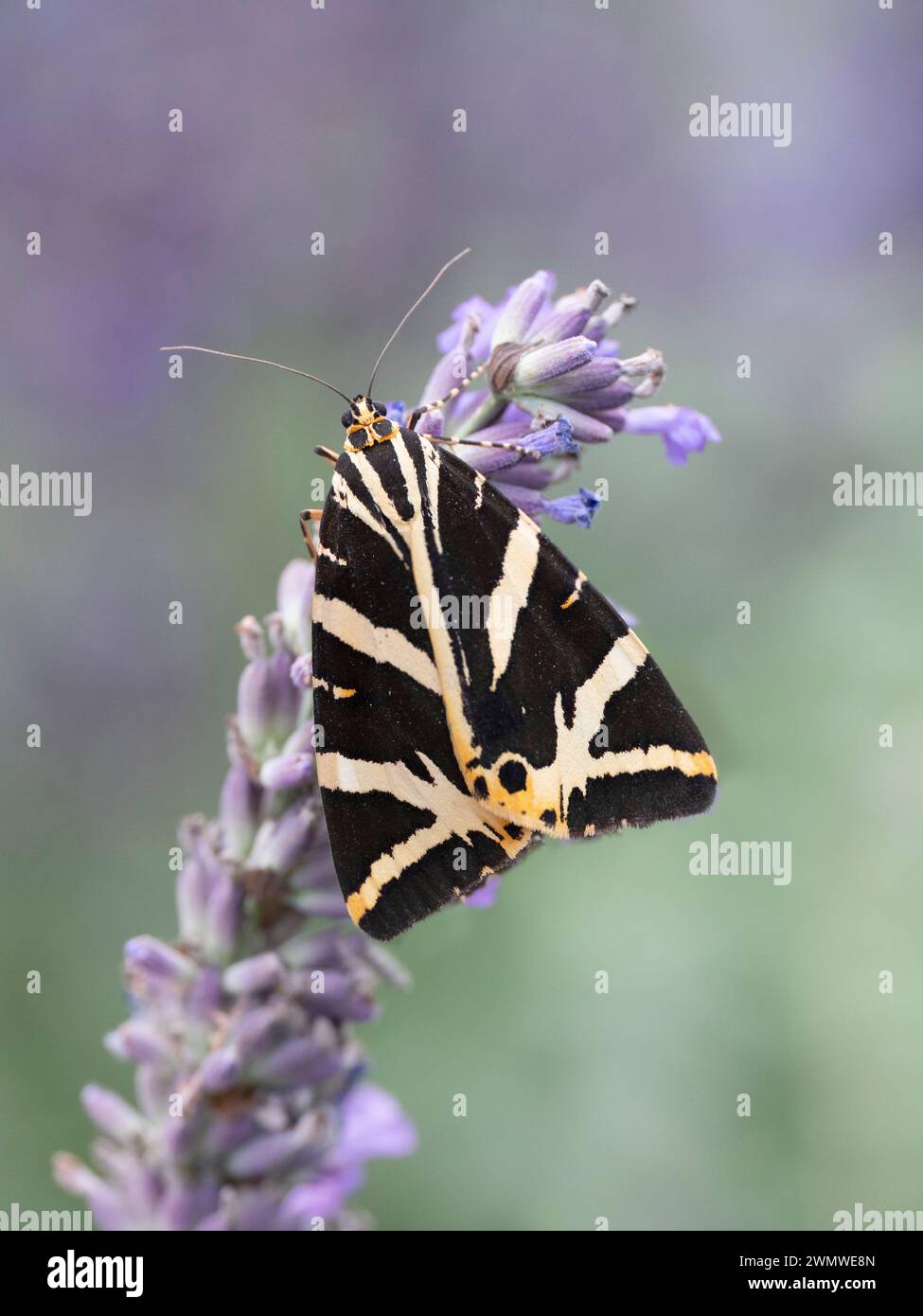 Jersey Tigermotte (Euplagia quadripunctaria) auf Lavendelblüte im Garten, Ramsgate, Kent UK Stockfoto