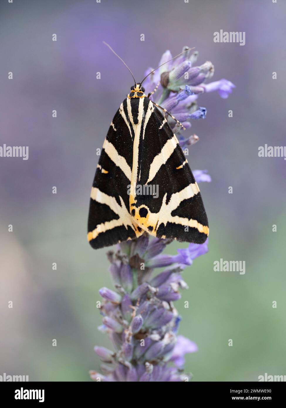 Jersey Tigermotte (Euplagia quadripunctaria) auf Lavendelblüte im Garten, Ramsgate, Kent UK Stockfoto
