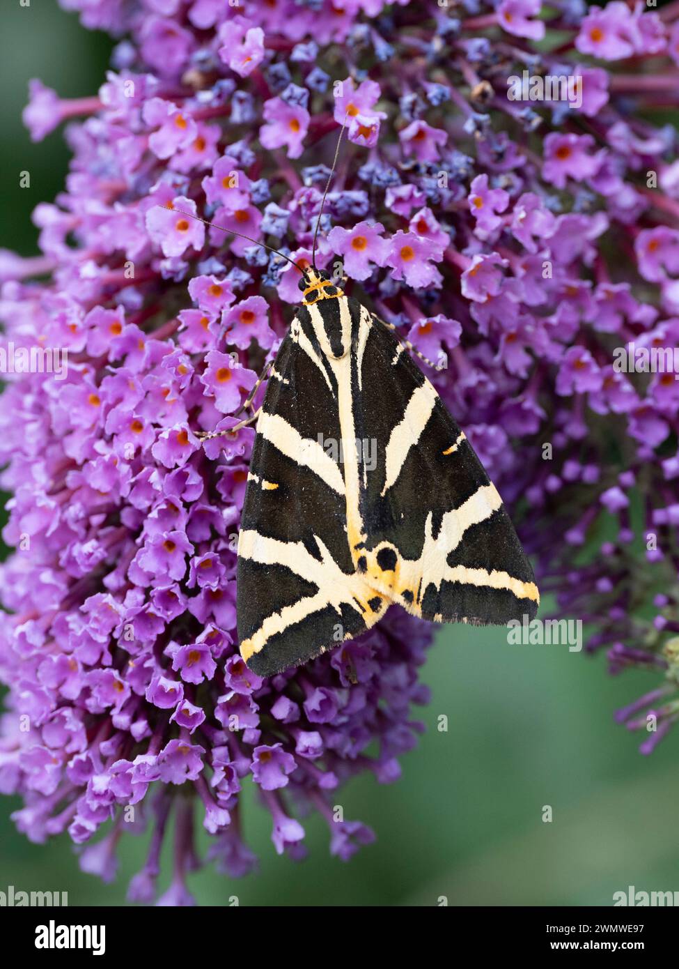 Jersey Tiger Moth (Euplagia quadripunctaria) auf Buddlehia Blume im Garten, Ramsgate, Kent UK Stockfoto