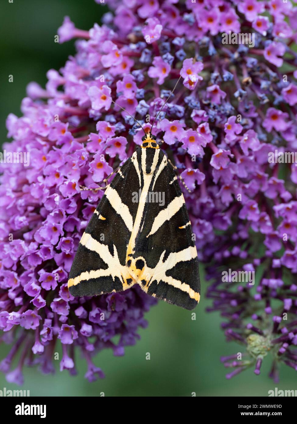 Jersey Tiger Moth (Euplagia quadripunctaria) auf Buddlehia Blume im Garten, Ramsgate, Kent UK Stockfoto