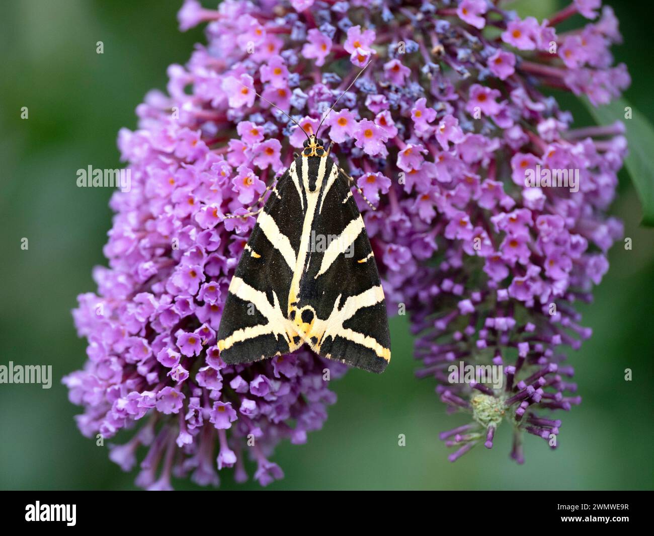 Jersey Tiger Moth (Euplagia quadripunctaria) auf Buddlehia Blume im Garten, Ramsgate, Kent UK Stockfoto