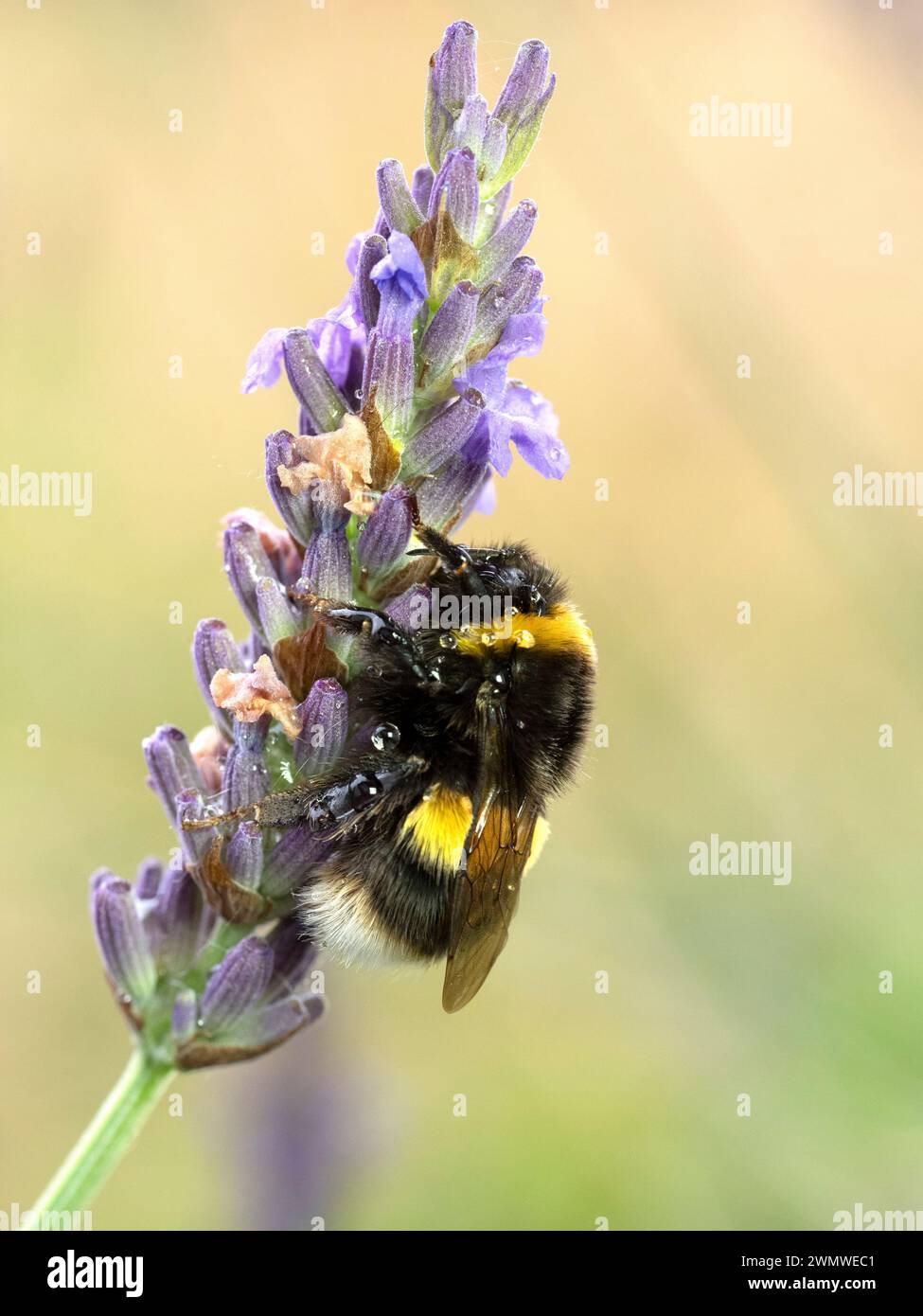 Bumble Bee on Lavender (Bombus terrestris) im Garten, Ramsgate, Kent Großbritannien Stockfoto