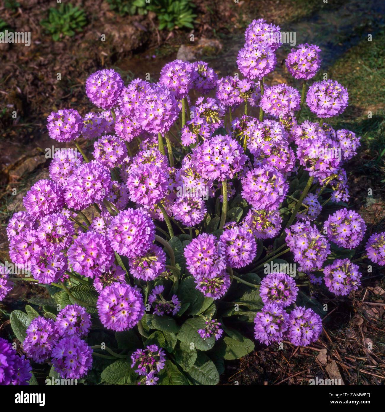 Violette Drumstick Primula Blüten (Primula denticulata), wächst im englischen Garten im April, England, Großbritannien Stockfoto