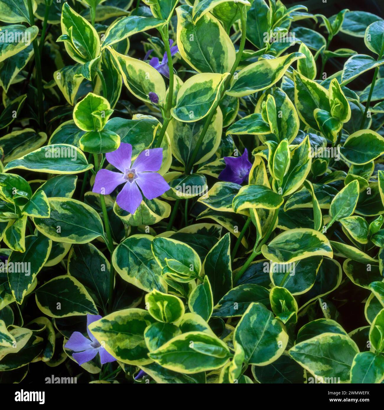 Vinca Major variegata (variegated Greater Periwinkle) mit violettblauen Blüten und bunten grünen und cremefarbenen Blättern, die im englischen Garten, Großbritannien, wachsen Stockfoto