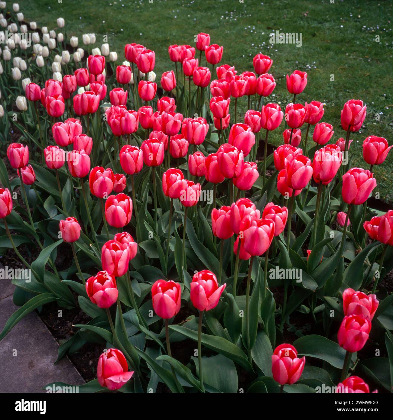 Leuchtend rosa Tulpenblüten der Tulipa „Pink Impression“ wachsen im April in England, Großbritannien Stockfoto