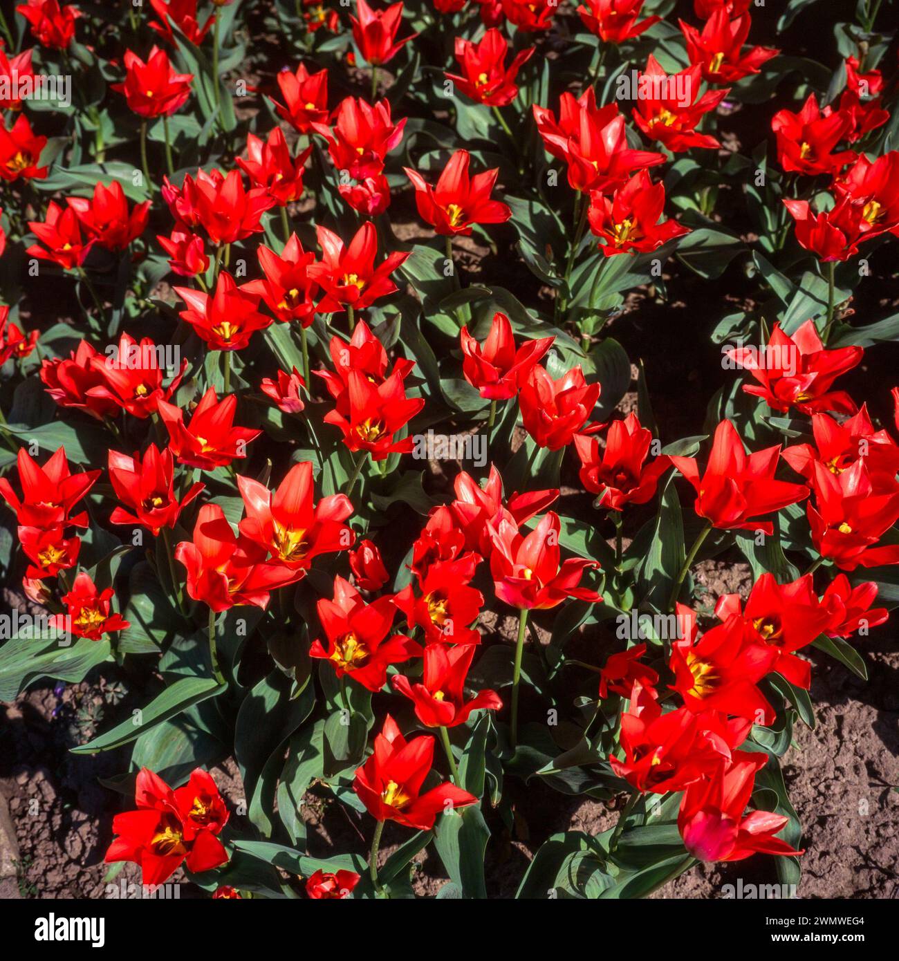Hellrote Tulpenblüten der Tulipa „Toronto“ wachsen im April in England, Großbritannien Stockfoto