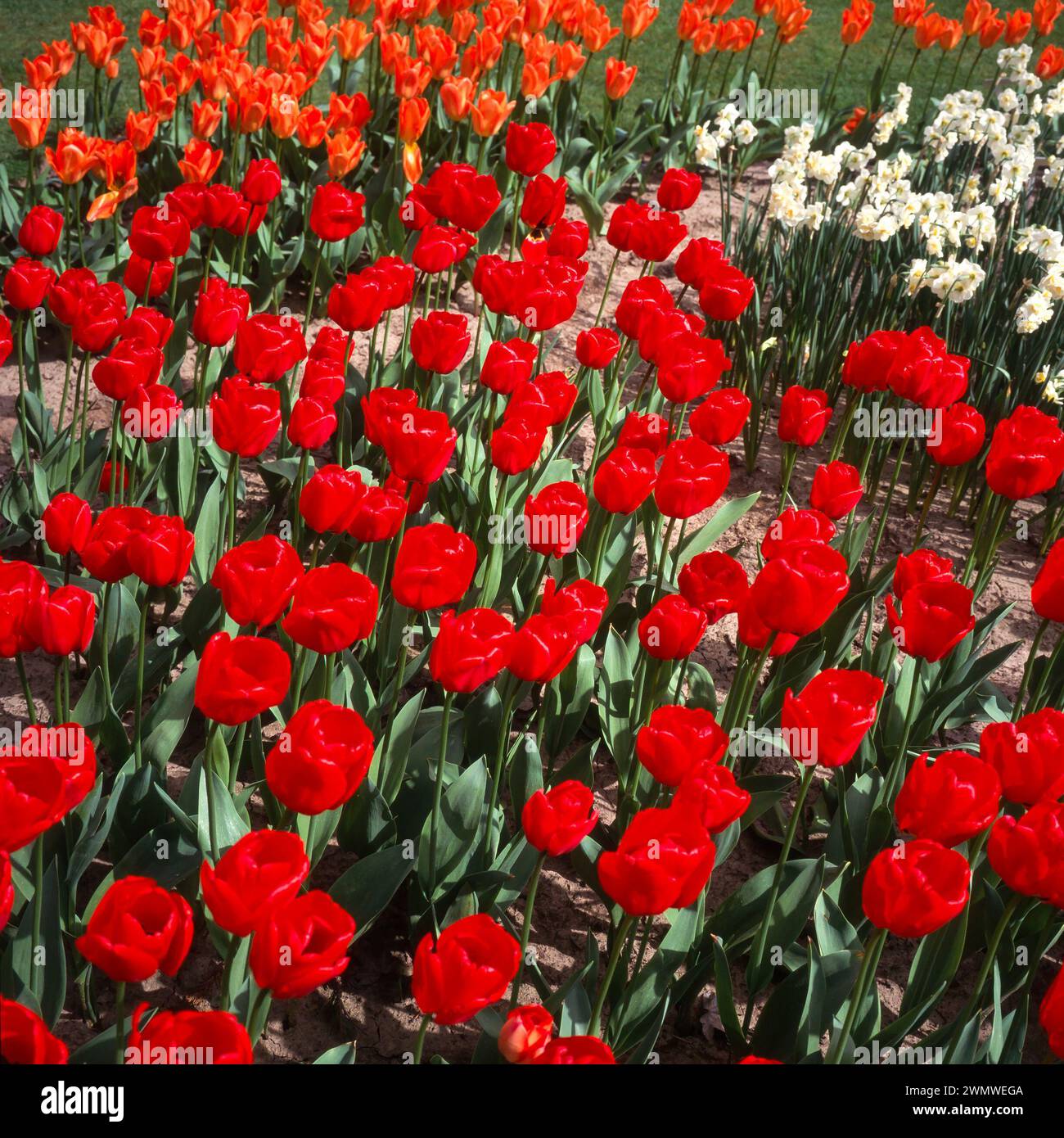 Hellrote Tulpenblüten der Tulipa Apeldoorn wachsen im April in England, Großbritannien Stockfoto