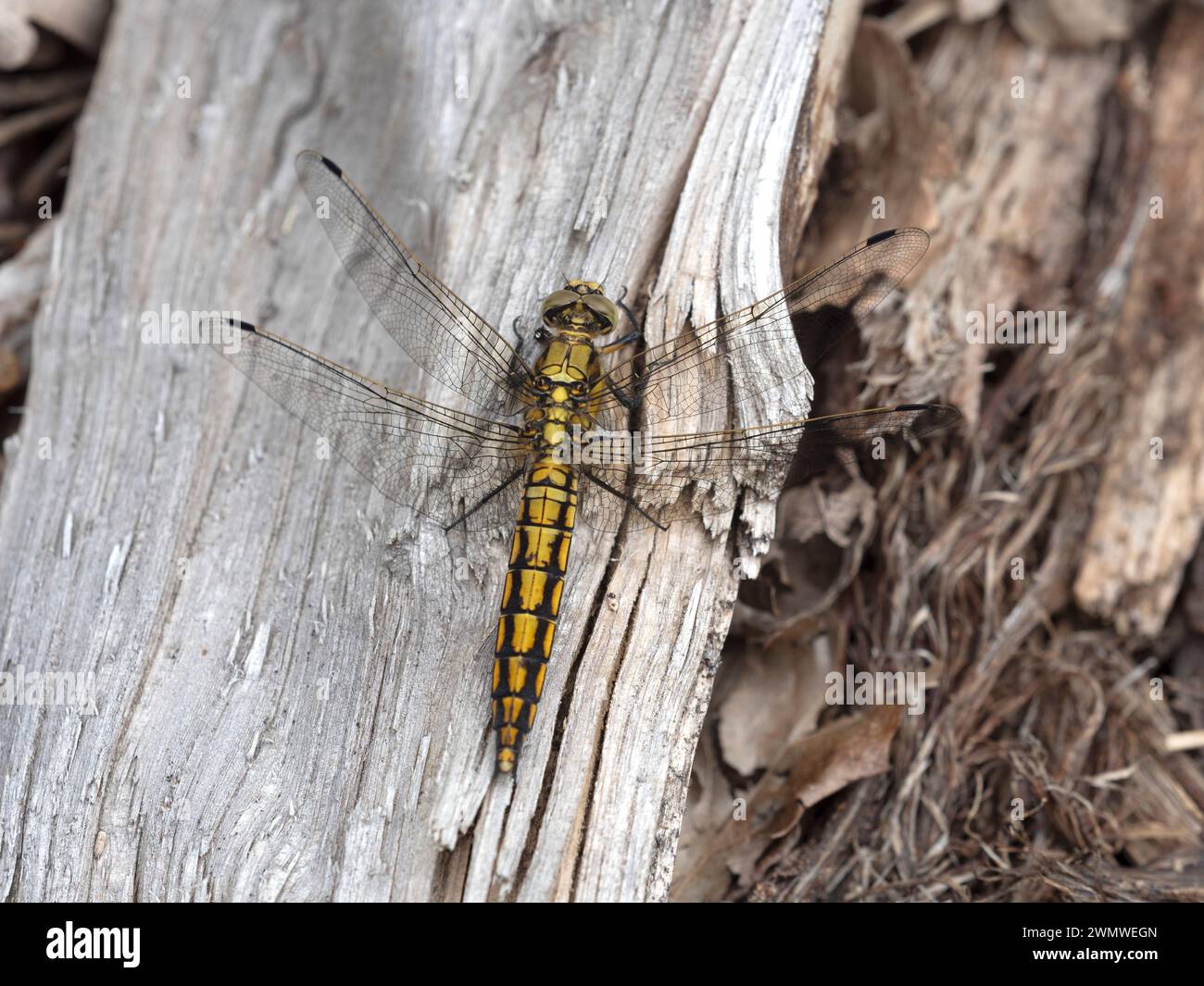 Black Tail Skimmer Dragonfly (Orthetrum cancellatum) Blean Woodlands, Kent UK Stockfoto