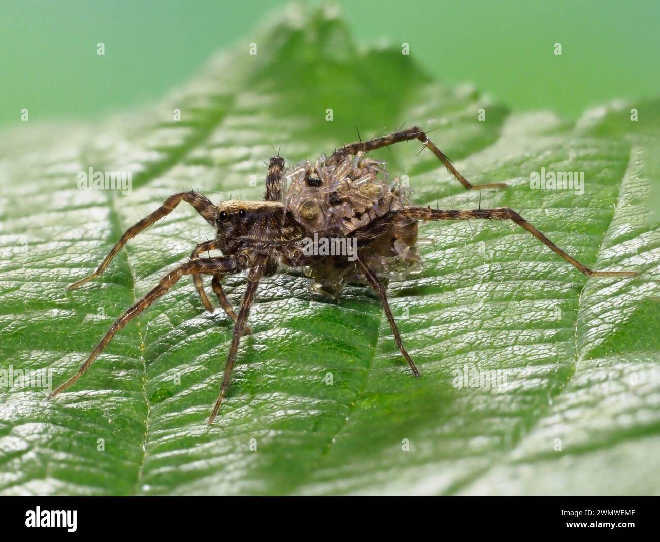 Wolf Spider, weiblich mit jungen Spinnen auf dem Rücken (Pardosa nigriceps) auf Blatt im Garten, Ramsgate Kent UK Stockfoto